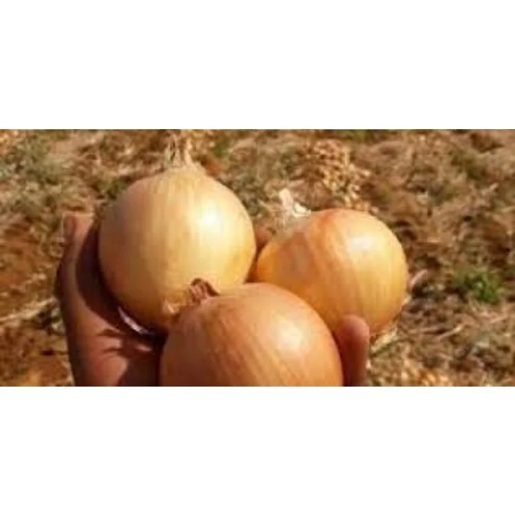 Bombay Golden OnionBest Price for Quality Fresh  for Fresh Vegetables Golden Onion Onion Bombay Golden OnionExporters from india