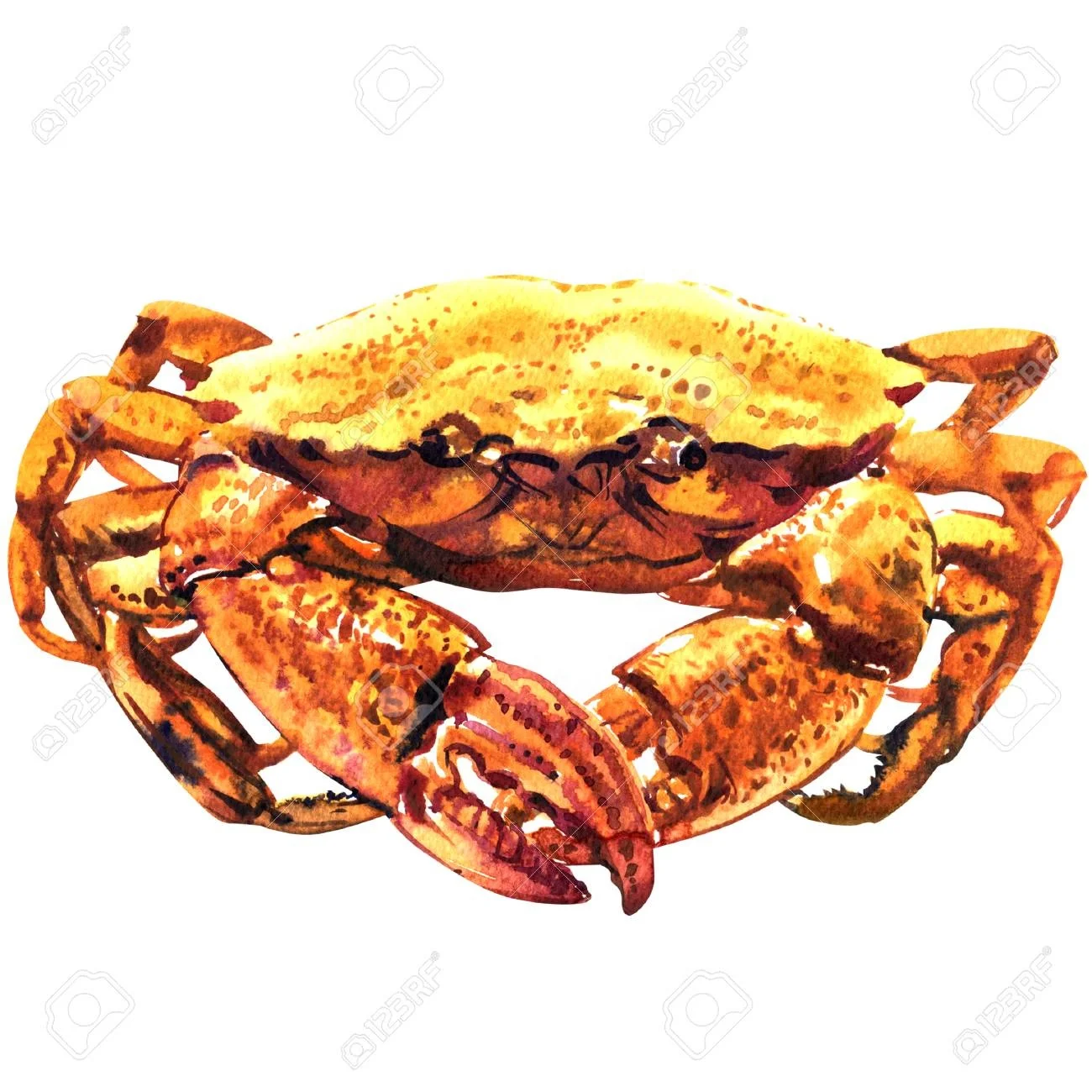 Quality Fresh Live Red King Crab blue crab shell