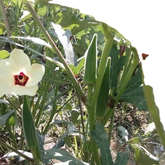 Новая продукция 2021 для okra зеленых зерен в пакетах 50 кг hdpp экспортного качества из