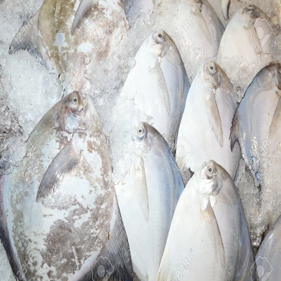 Форт «Холодное сердце» Золотой брама рыб форт Pomfret