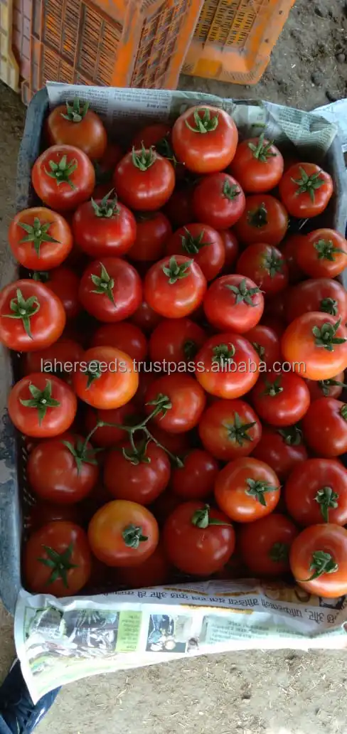 
2021 HYBRID TOMATO SEEDS FOR ALGERIA F1`INDETERMINATE 10 GMS PACKING 