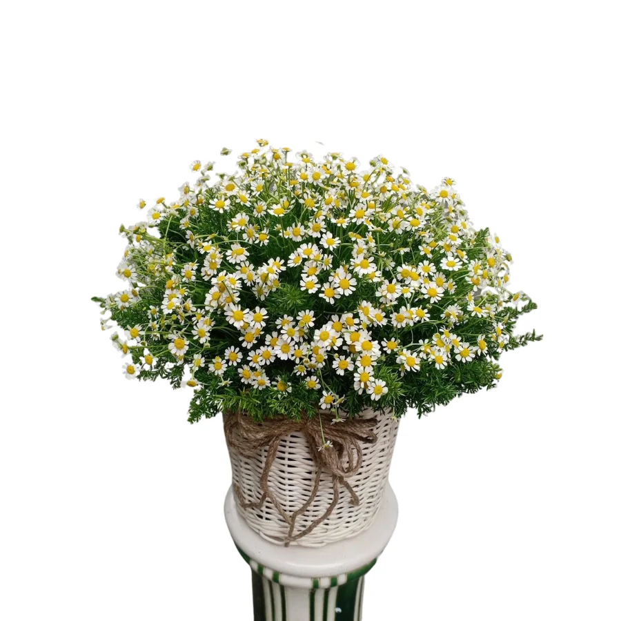 Tana Chrysanthemum Delicate and Intricate Flower Form Adding Elegance to Floral Arrangements