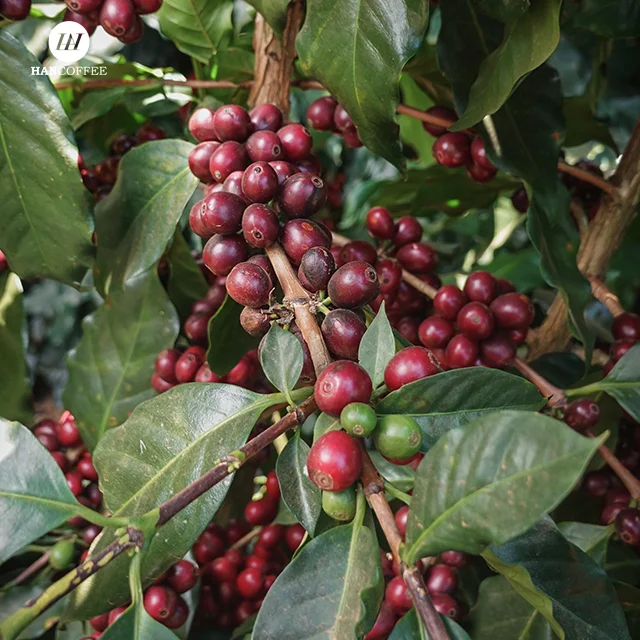 Top Selling Vietnam Green Coffee Beans Robusta/ Arabica Green beans Coffee -  Competitive Price for NEW CROP Wholesales