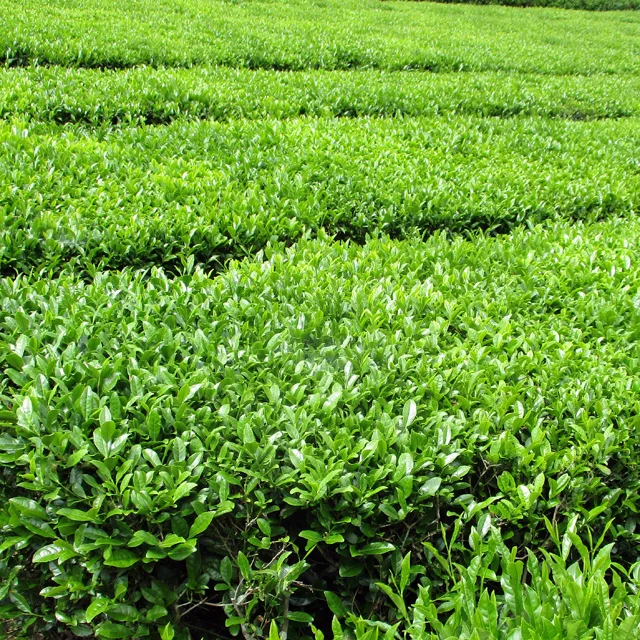 Japanese Ise green tea zairaishu ichibancha variety tea sencha 40g