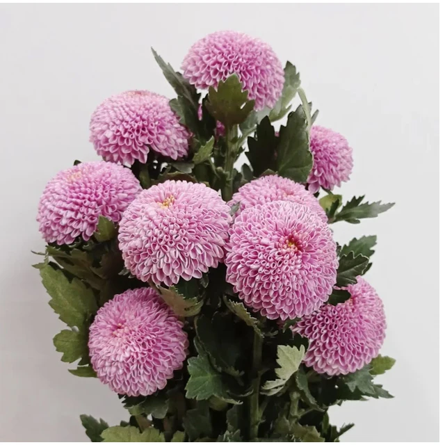 Vietnam Good Price for Chrysanthemum Constellation Pingpong Variety Mesmerizing Display Form Flower