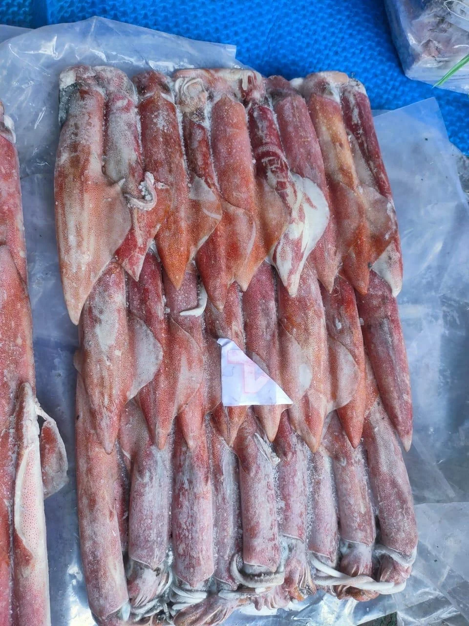FROZEN INDONESIAN SQUID CHEAP FACTORY PRICE INDIAN SUPPLY