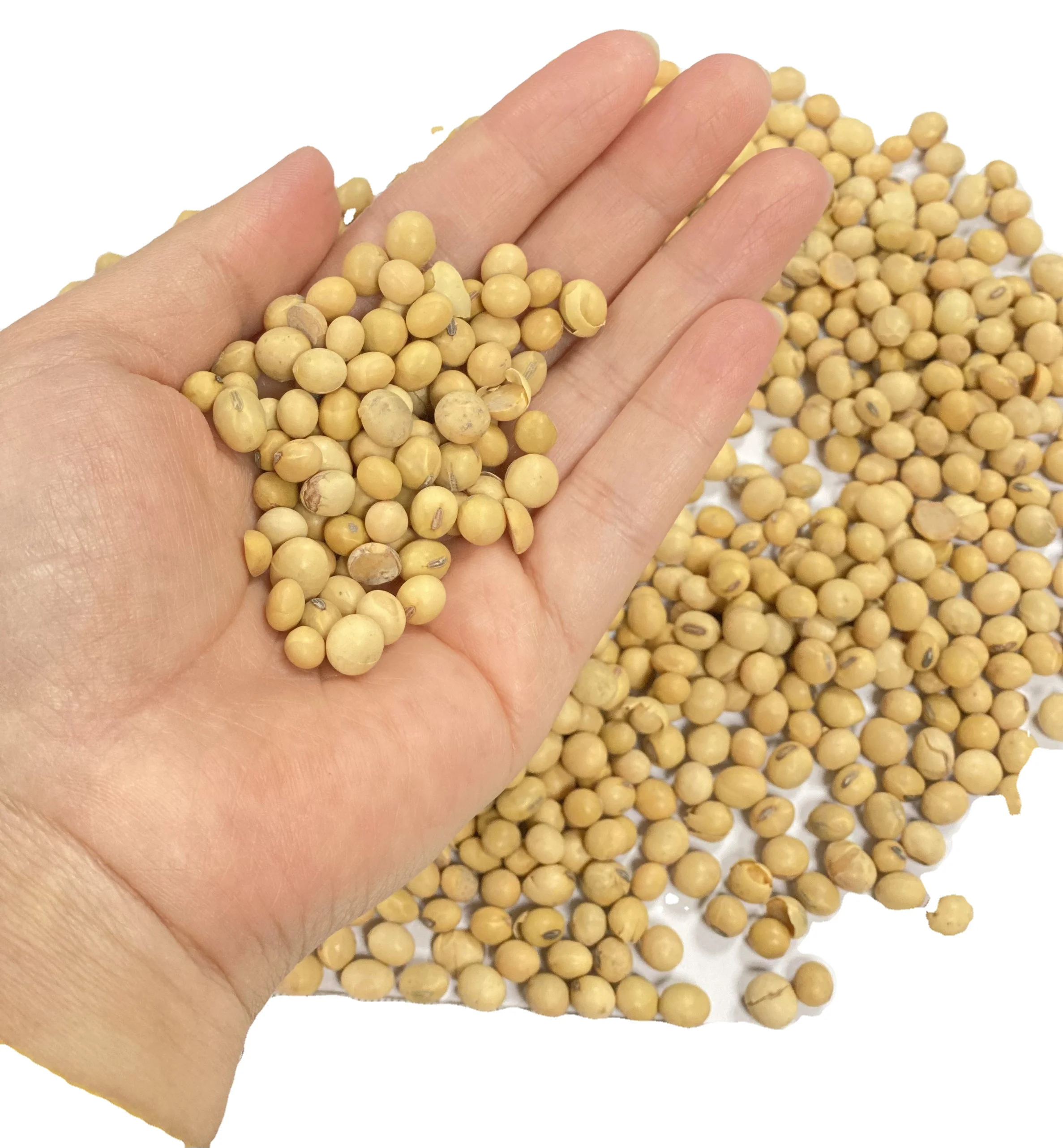 Hot Product Soybean For Human Consumption With Premium Quality From Canada Origin Soya Beans