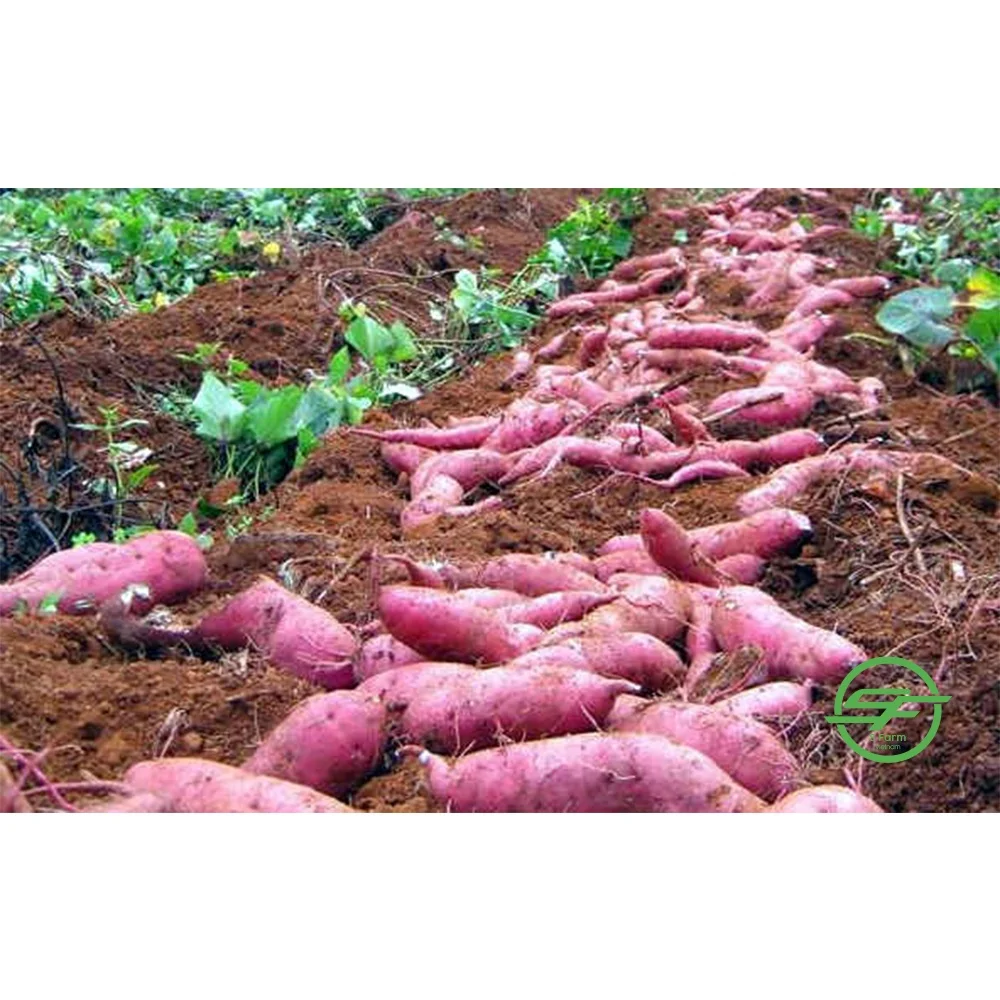 High Quality Customized Low MOQ Fresh Sweet Potato Vietnamese Yellow Sweet Potatoes From Vietnam