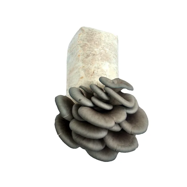 Grey Oyster Mushroom log