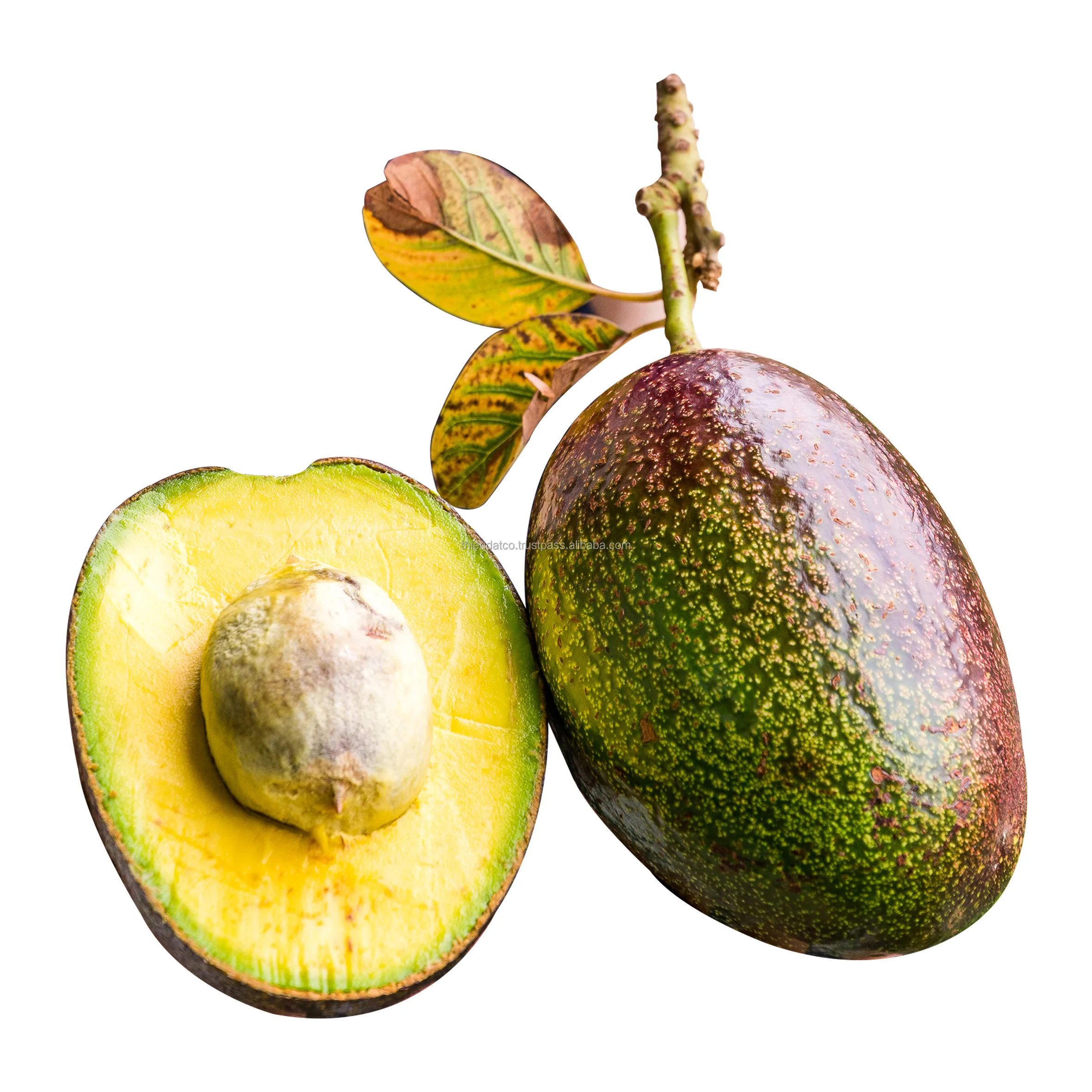 Export Wholesale High Quality Fresh Vietnam Booth avacado