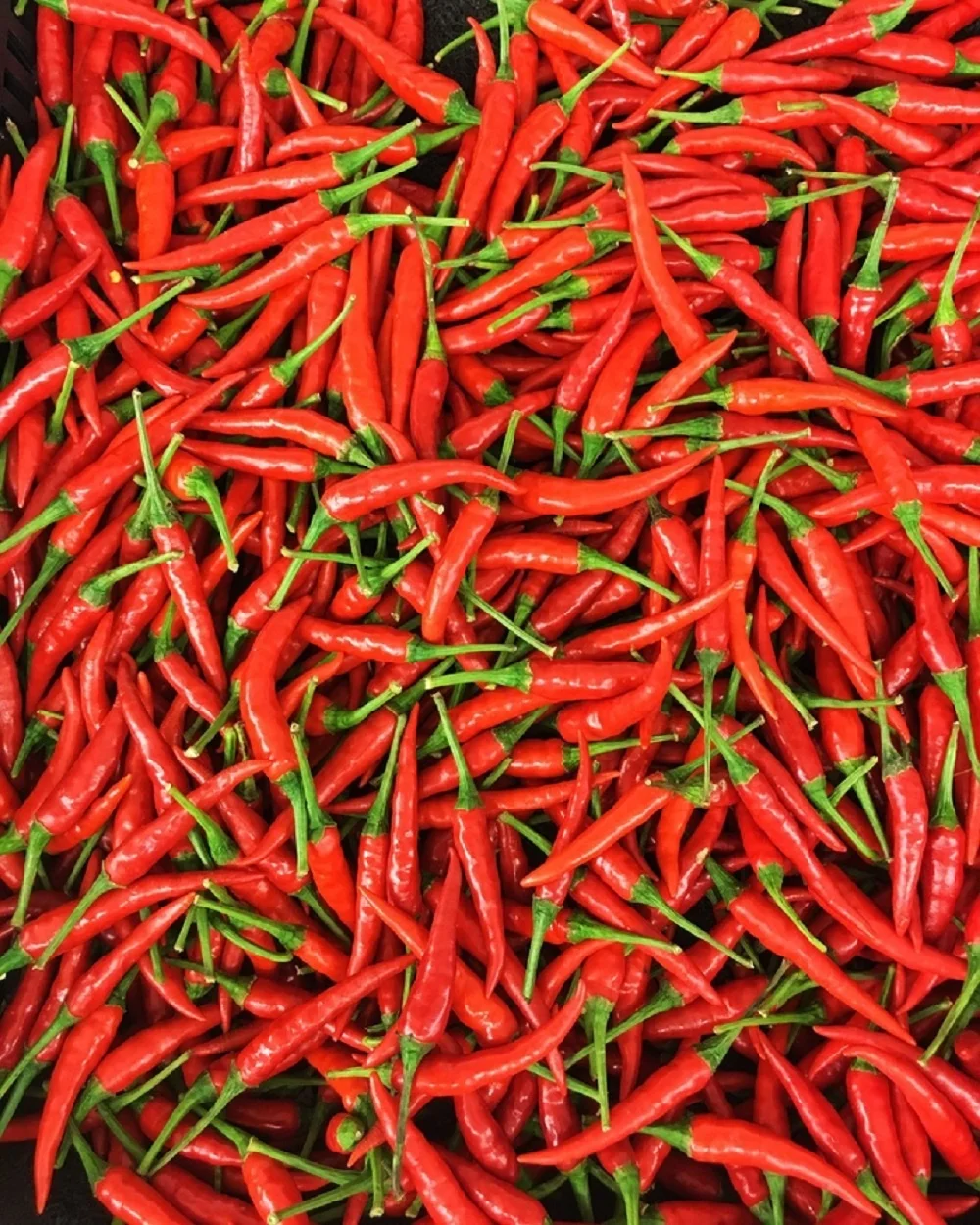 Fresh High Quality Good Price Low MOQ Custom Logo Package Red Chili From Vietnam