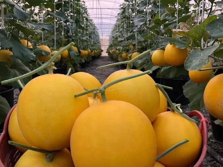 
Fresh Golden Melon Fruits Indonesia 