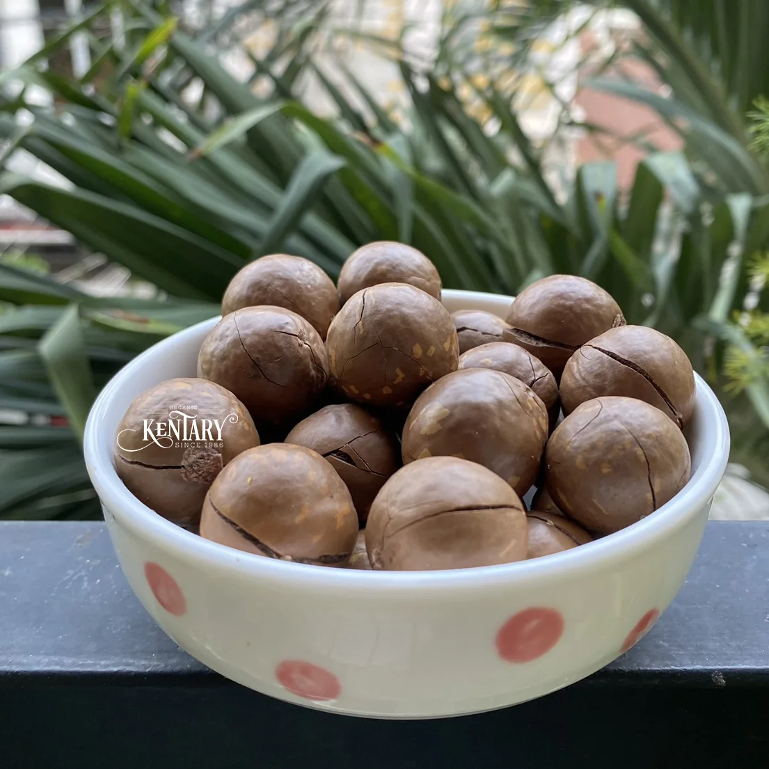 Wholesale Macadamia Nut Cracker In Sell Hight Quality Cheap Price Factory in Vietnam 100% Pure non GMO