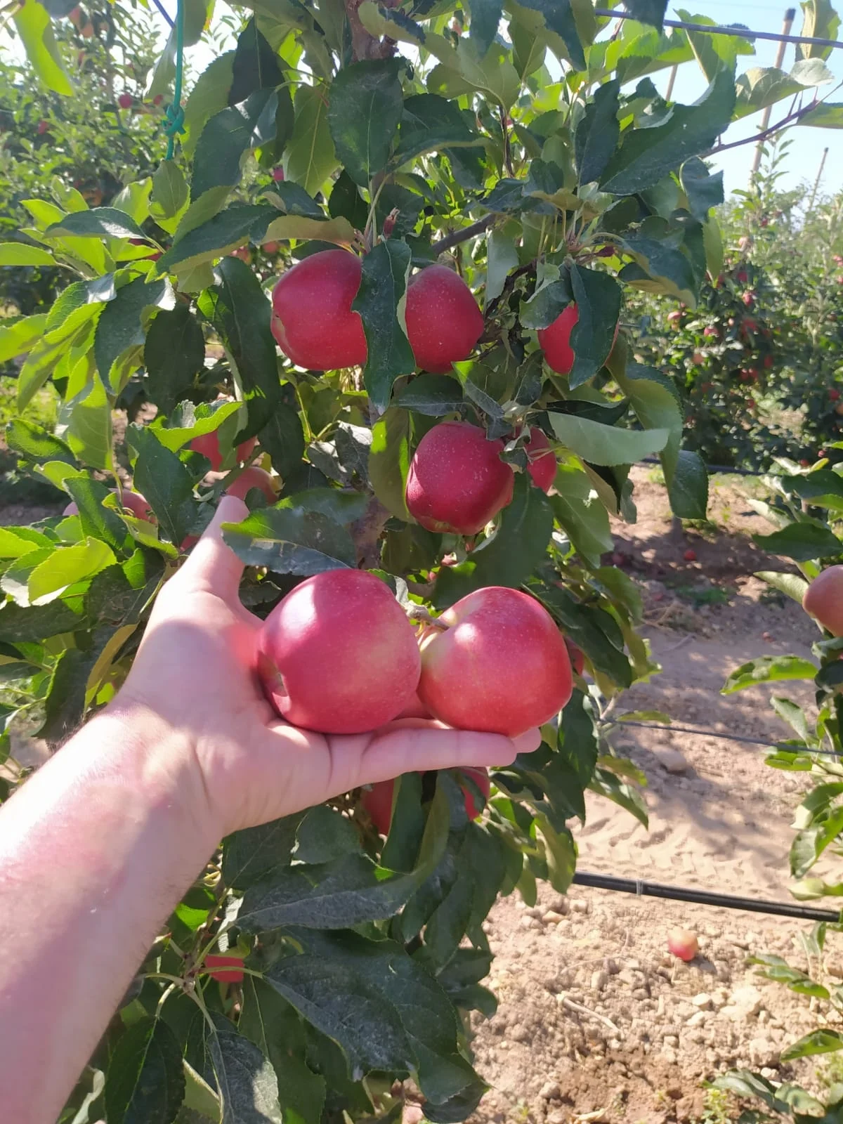 FRESH APPLES FROM TURKEY TO INDIA HIGH QUALITY FRESH PACKING 18 KG COLOR RED CIF FRESH FRUIT PLACE MODEL AGROWELL TURKISHGOODS