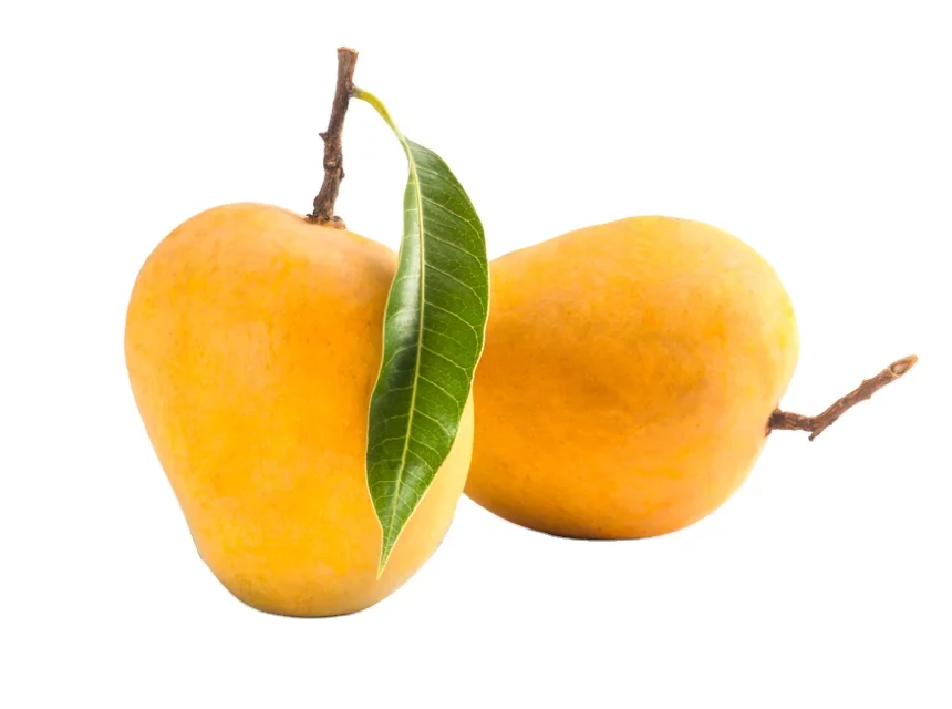 100% Natural Fresh Raw Indian Mango Wholesale Bulk Purchase Sweet Delicious Mango Buy From Indian Manufacturer