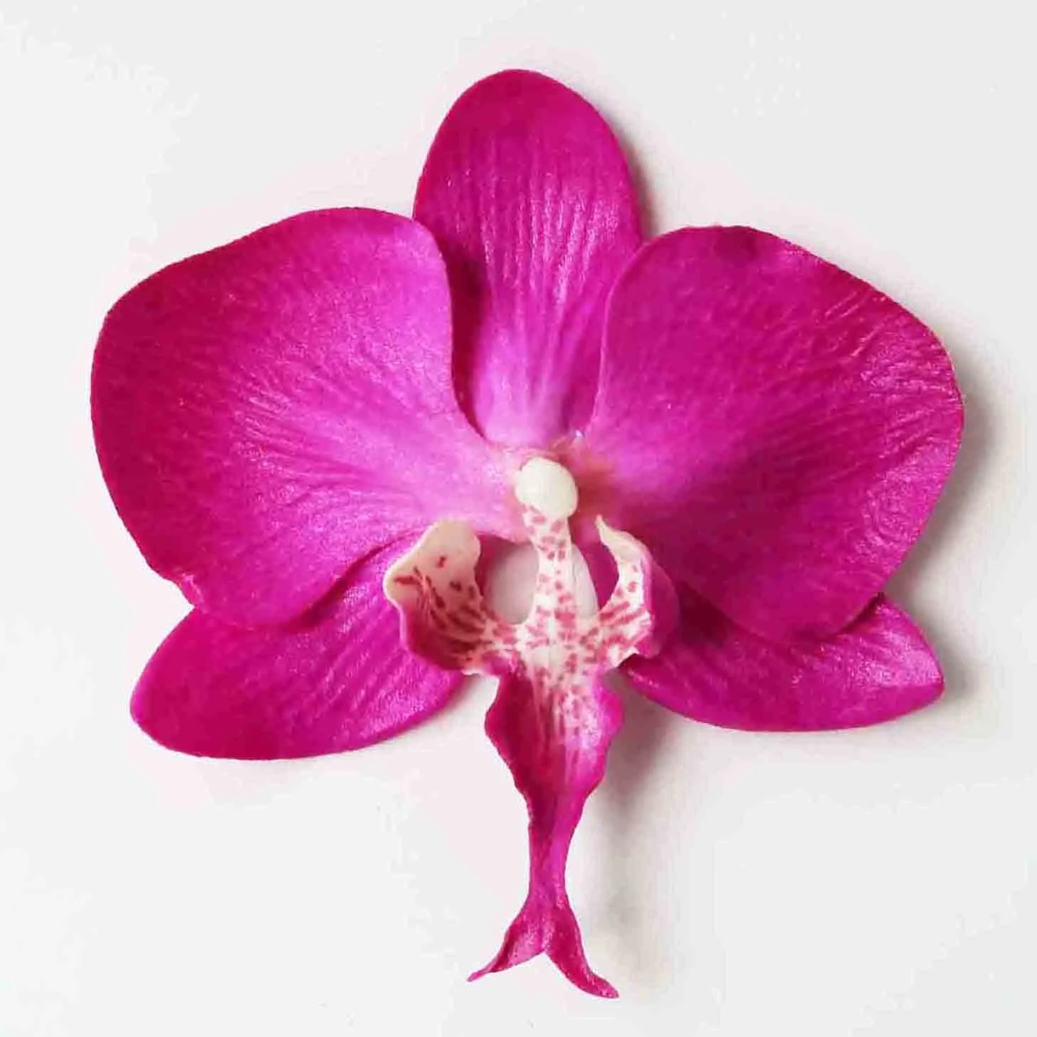 Стильные заколки для волос премиум класса, уникальный рисунок татуировки, пена фаленопсис, набор аксессуаров для цветов, 100 штук, металлические украшения из поликарбоната