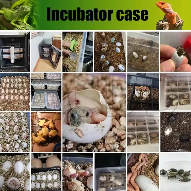 Reptile Hatching Machine Scientific Lab Incubator 25L Automatic Digital Reptile Egg Incubator for Gecko Snake Turtle