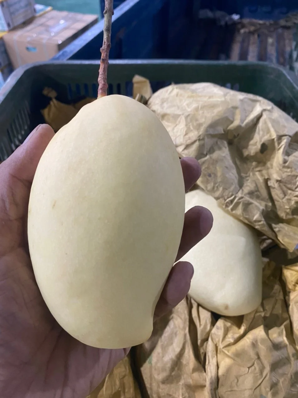 [ Hot Deal ] Vietnamese Cat Chu Mango Good for Healthy Export Purchase Carton Packaging Vietnam Trading Fresh Mangos