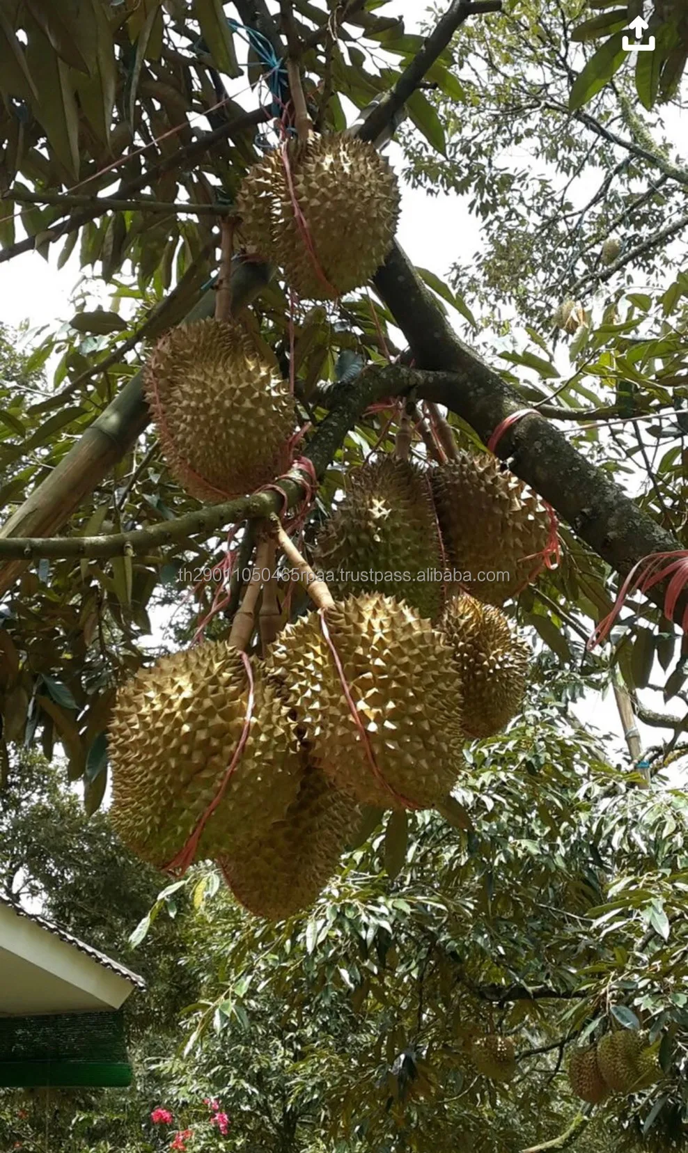 Свежие свежие фрукты дуриан хорошего качества из