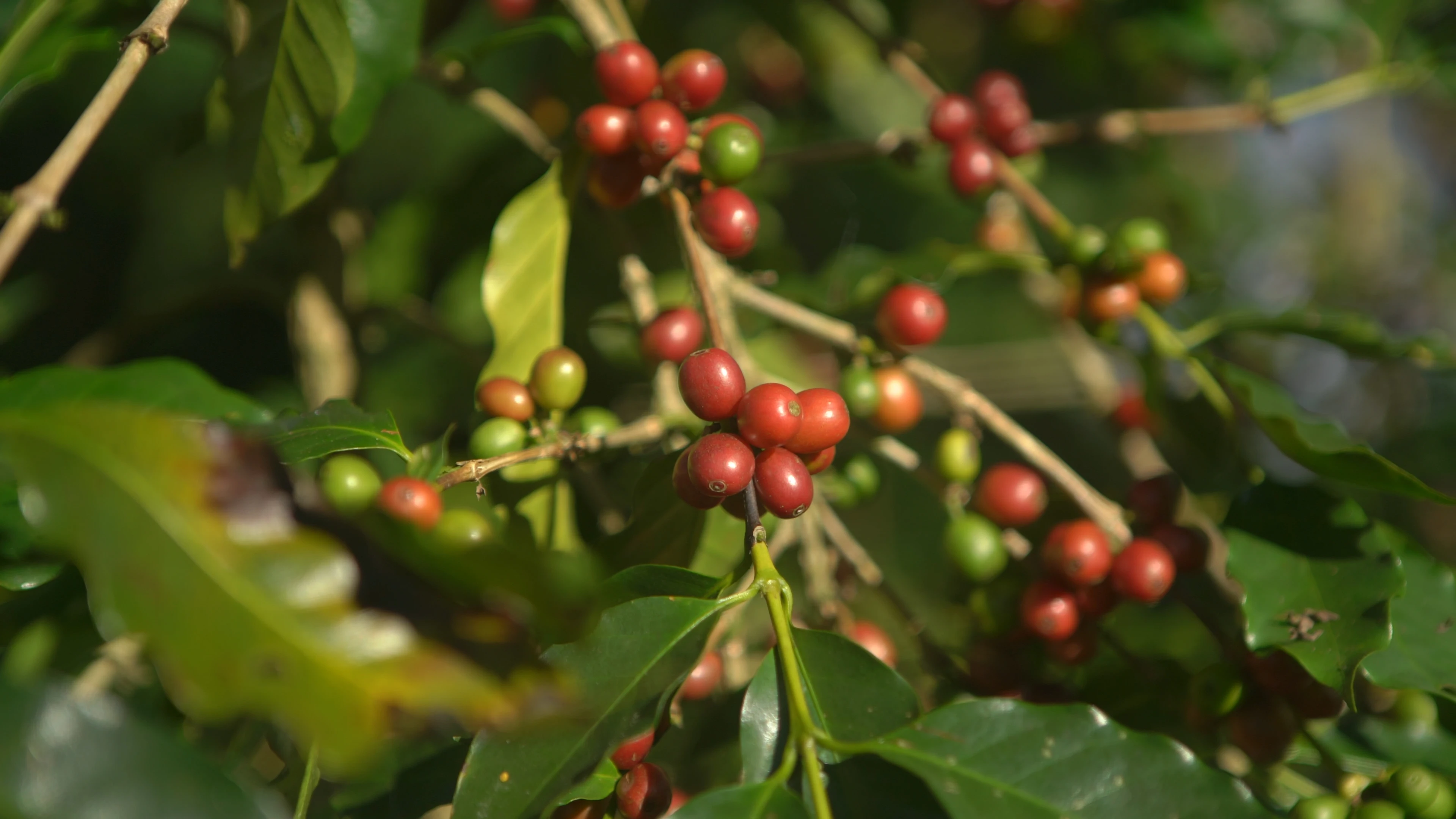 Vietnamese coffee - Blend arabica & Robusta Single serve drip filter bag coffee with new identity images