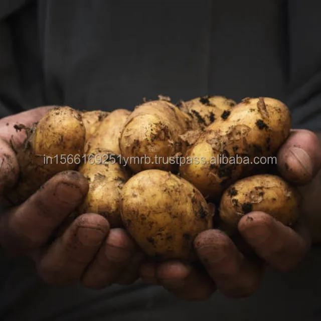 Vegetables Price Potato Fresh Potatoes Fresh Vegetable