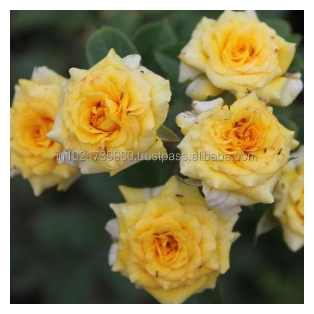 Factory best first wholesale natural fresh Yellow flower head 2-3 cm rose wholesales fresh real long lasting Export Roses Fresh