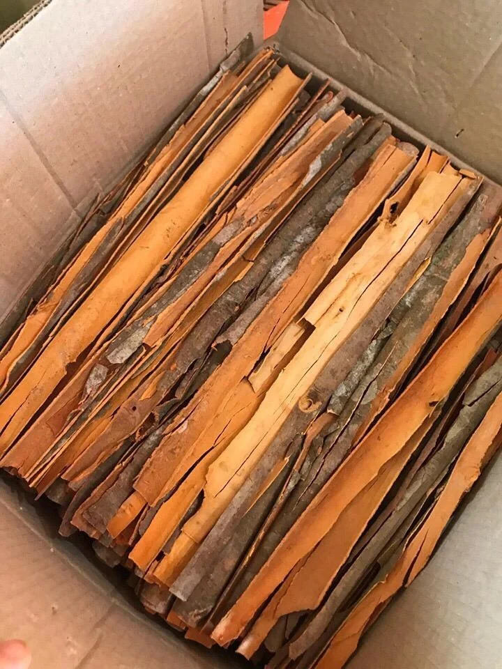 GOOD PRICE CASSIA/ CINNAMON NATURAL BROWN COLOR (Mobile/ WA: +84986778999 David Director)