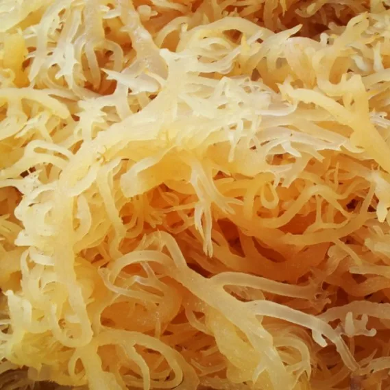 Морской мох полностью натуральный морской сырой золотой ирландский органические сушеные морские
