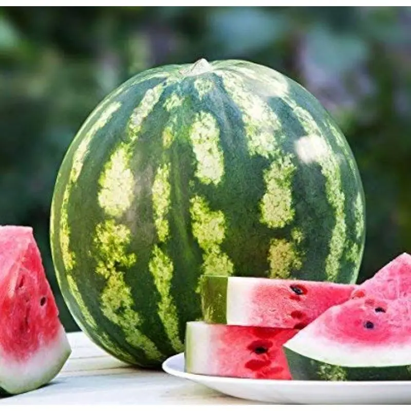 watermelon verity for fresh fruit export by sea / air