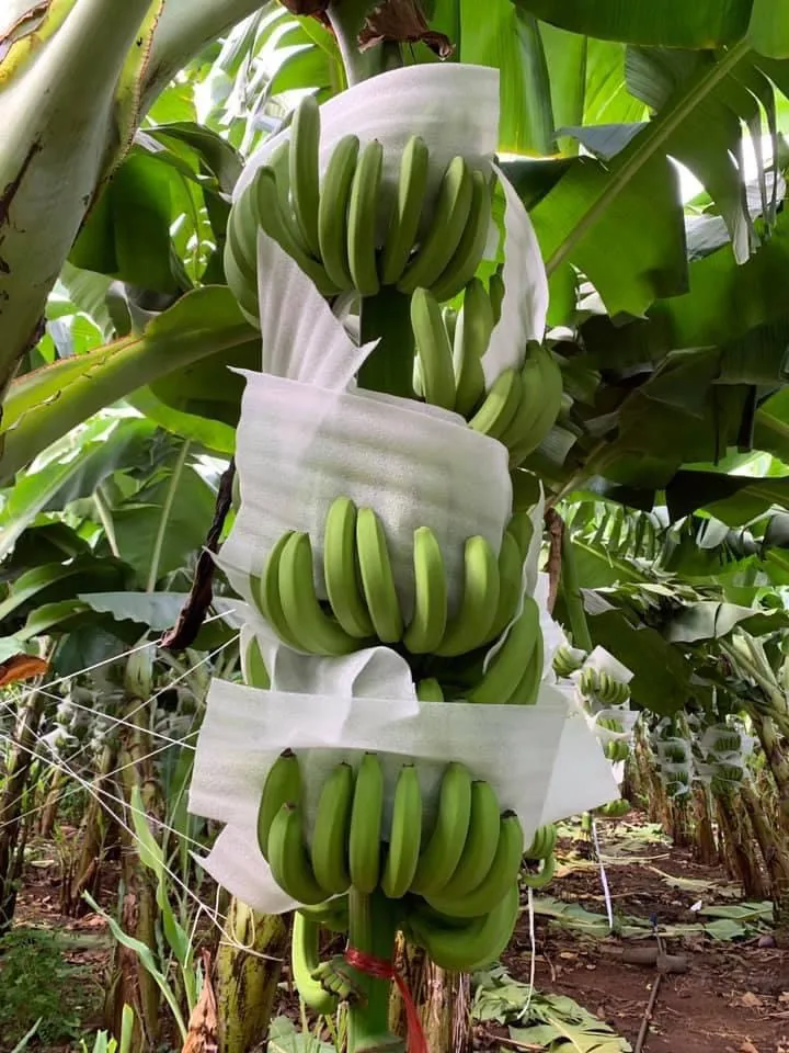 Свежие бананы pisang cavendish harvest во Вьетнаме 2021 для улучшения здоровья