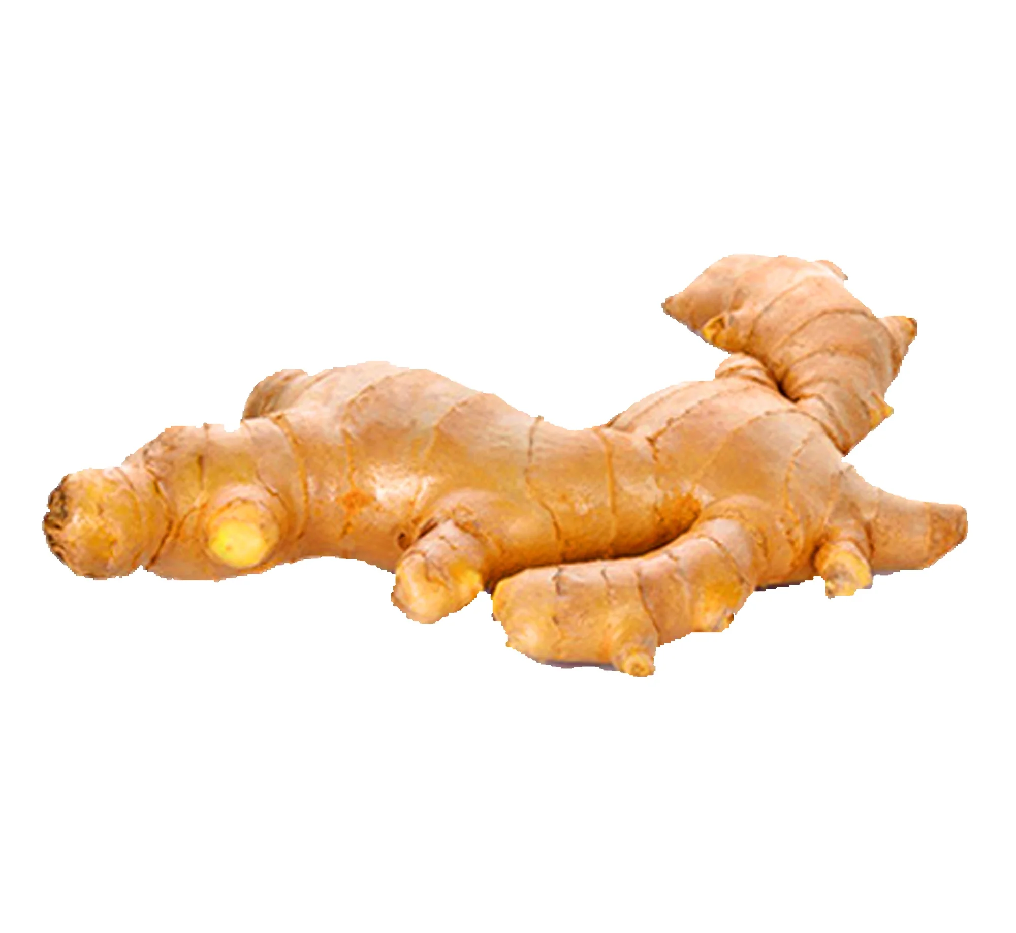 Сертифицированный USDA свежий органический имбирь хорошего качества новый урожай китайский обычный и корень имбиря