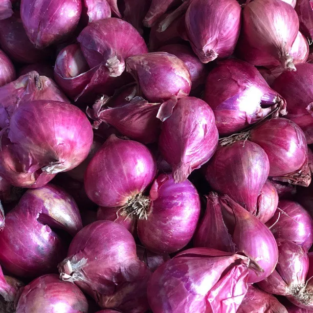 Wholesale Special Grade Competitive Price FRESH RED ONIONS From Viet Nam