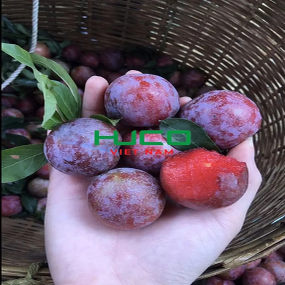 High quality Vietnam Red Fresh Plum Variety Fresh Plum fruits