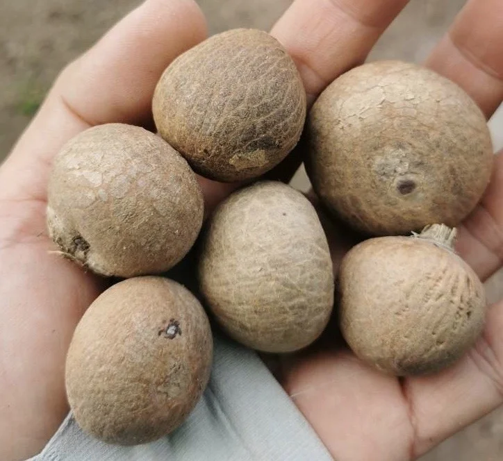 Best Selling Export Quality Areca Whole Betel Nut High Quality Betel Nuts Products From Thailand