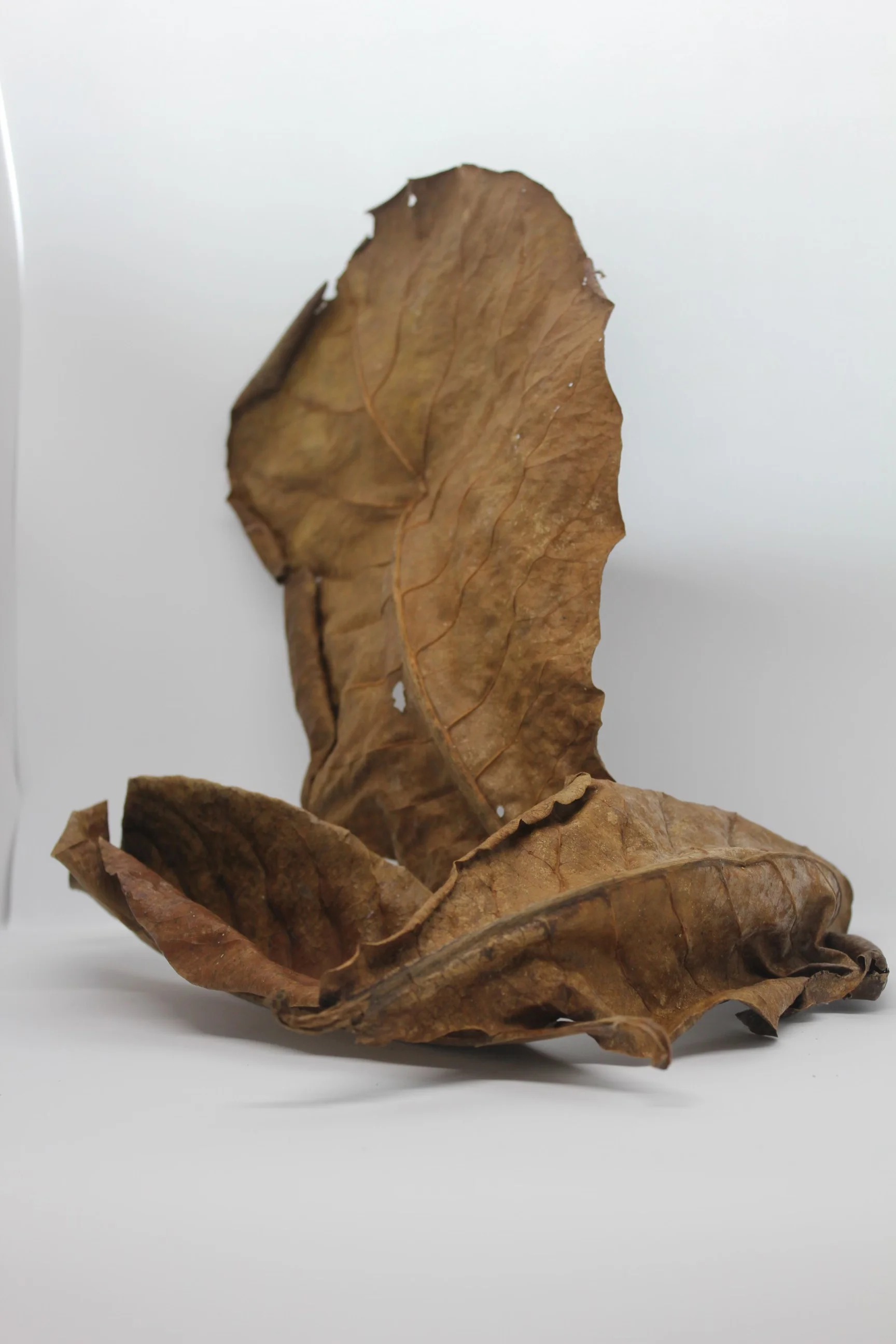 Wholesale Bulk Aquarium Tank Natural Remedy Betta Indian Almond Leaves Ketapang Neutralised Water Tropical Fish