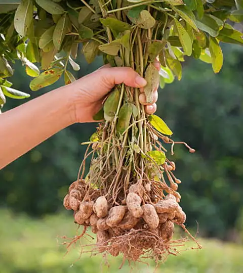 Best grade Groundnut Different Size of Counts and  Good Taste of  Peanut  From Healthy Snacks Exporter Customised Packing