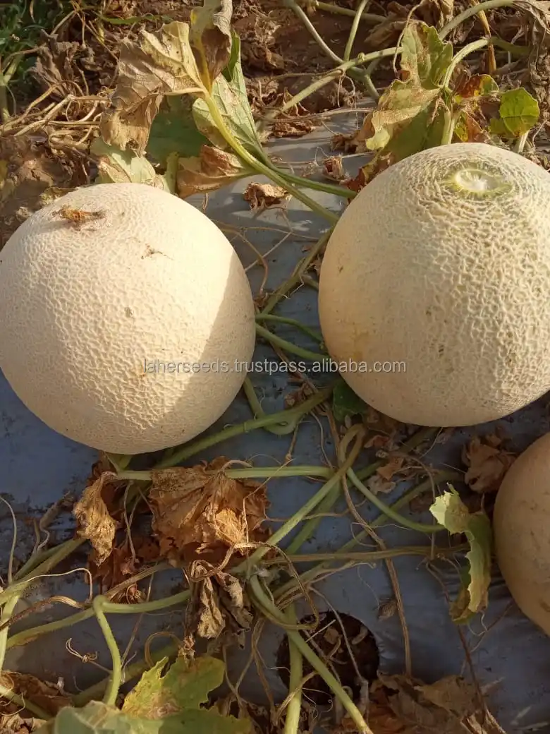 
2021 NEW HYBRID MUSK MELON ROCK MELON SEEDS HIGH QUALITY 