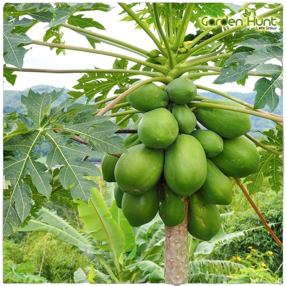 New Production material for Pawpaw red glory f1 for export