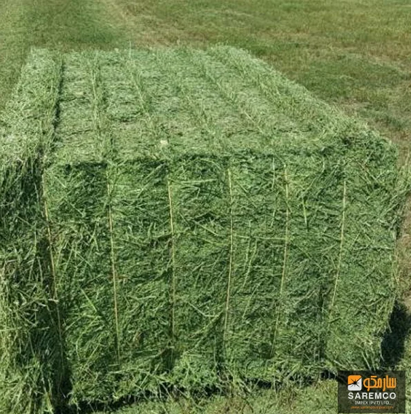 Top  Quality Rhodes Grass Hay Bales Animal Feed for Pig Cattle Horse Wholesale Price