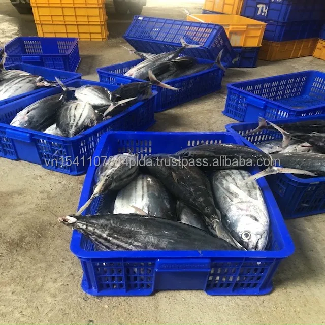 Best quality frozen whole round striped tuna from Viet Nam