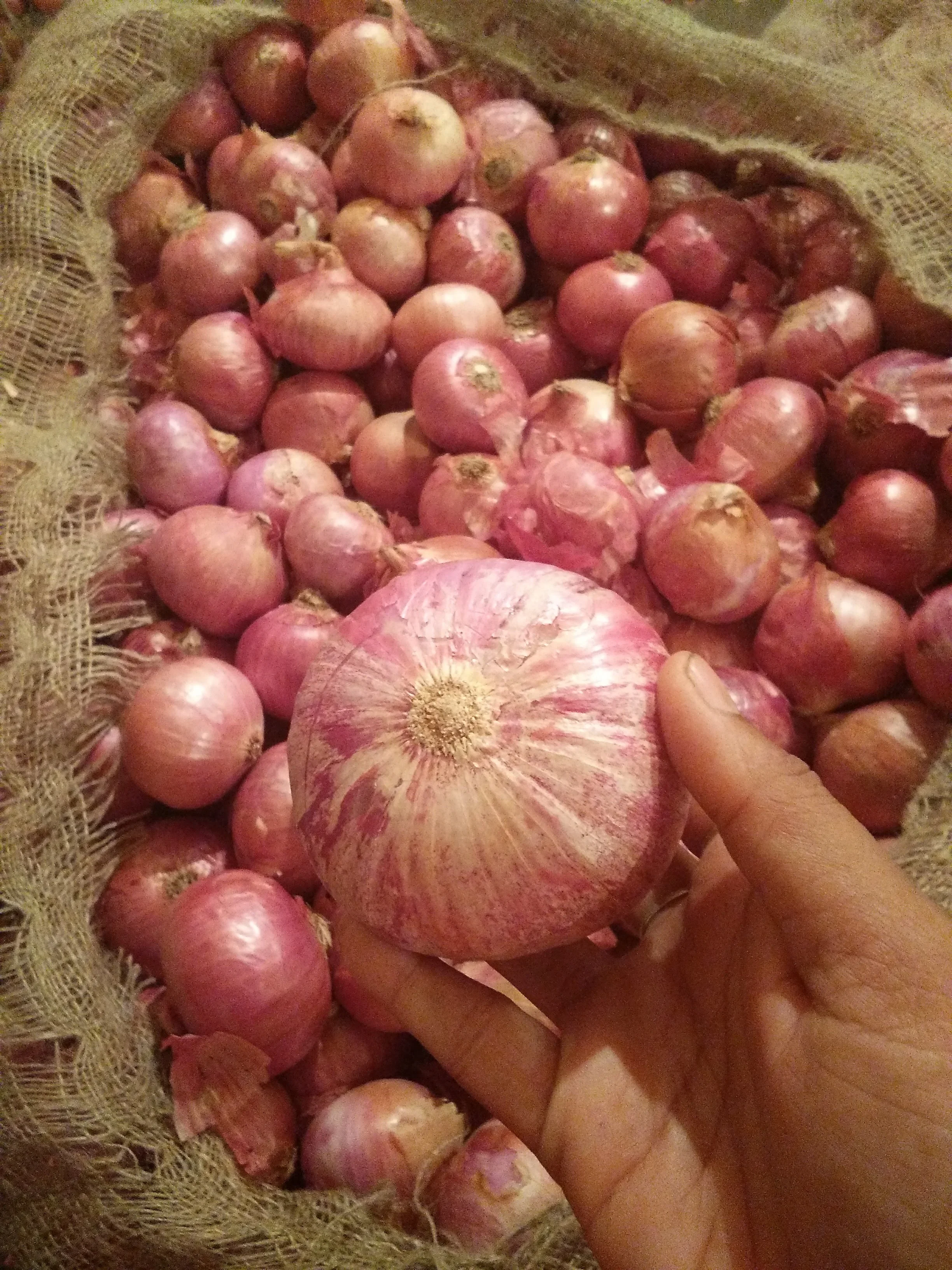 Fresh Big Onion wholesale price In India