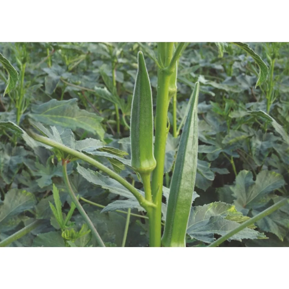 Okra Clemson без спиннинга для экспорта в Индию из Индии от индийской компании по производству