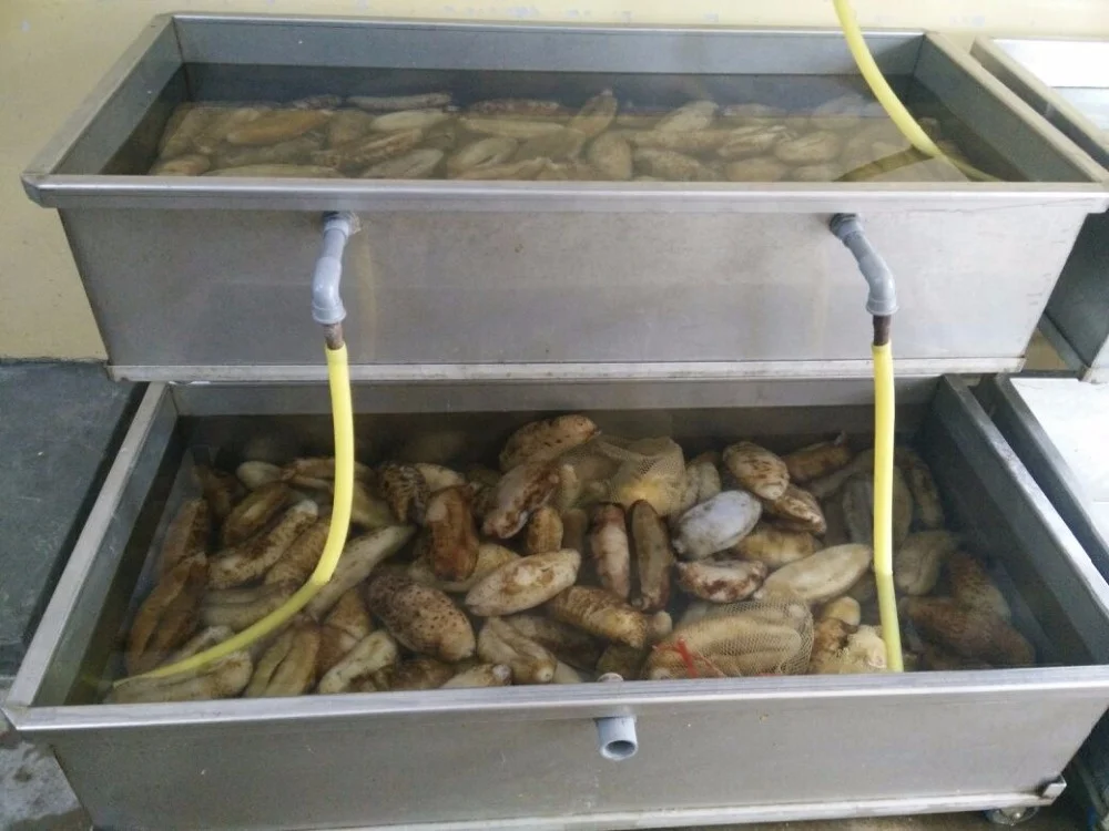 Best Quality Price Black Teat Dried And Frozen Natural Sea Cucumber For Export Gamat Natural Health Benefit Seafood