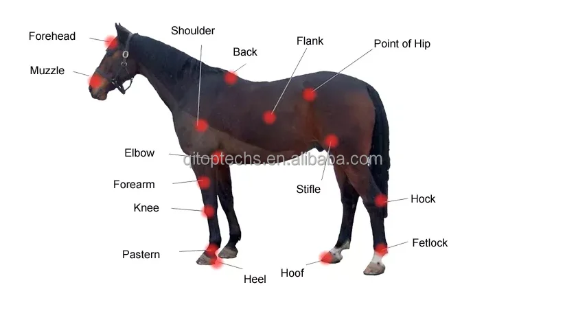 class 4 medical veterinary laser therapy for horse dog pain physical therapy equipment