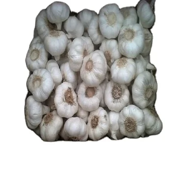Fresh White Garlic with High Exporting  Quality