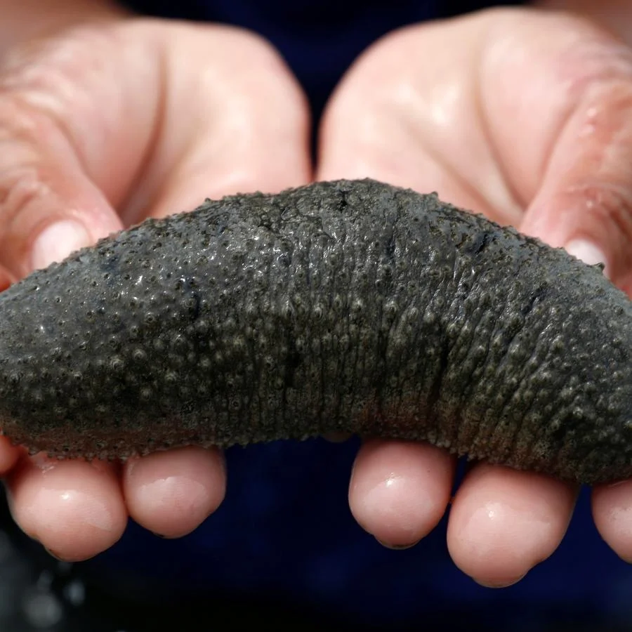 Высококачественный морской огурец без добавок