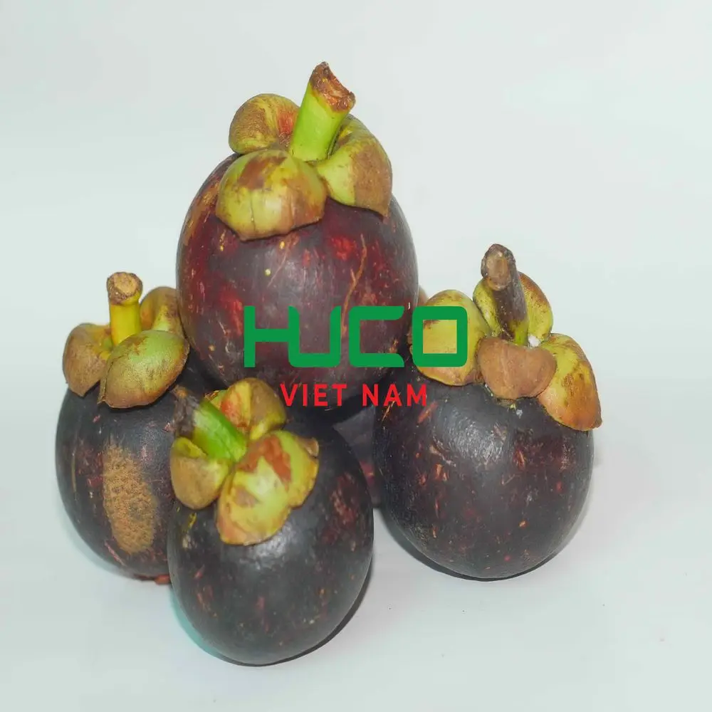 FESH MANGOSTEEN FRUIT from VIETNAM with HIGHEST QUALITY at CHEAPEST PRICE