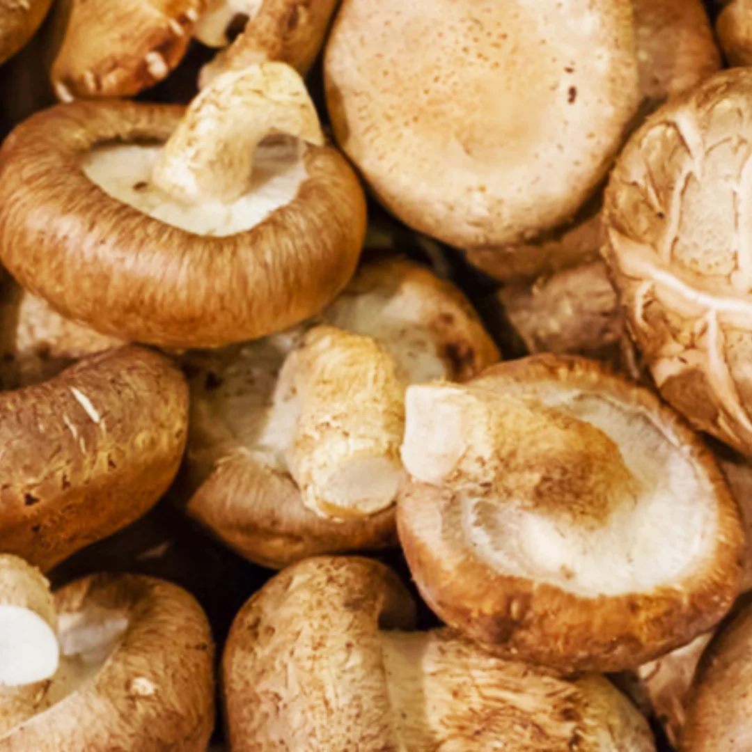 Hot Selling Brown Mushrooms 100% High Quality Organic Natural for Cooking from Viet Nam