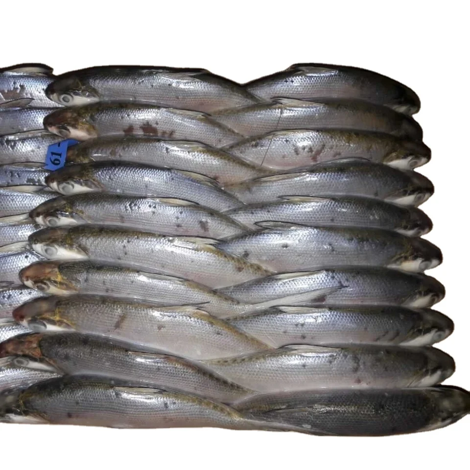 Замороженная молочная рыба хорошего качества из индийского происхождения