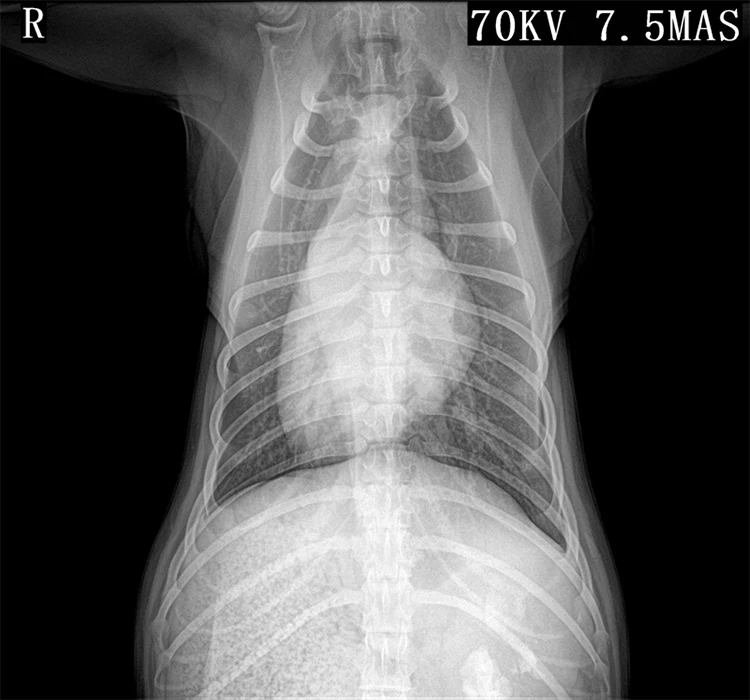 Brand Careray MSLCV04 Medical Imaging Equipment Flat Panel Detector Flat Panel Dr Xray Flat Panel